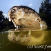 alligator_american_wp_h_0146_fla0633.jpg